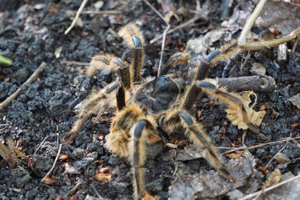 Tarantula in Chile