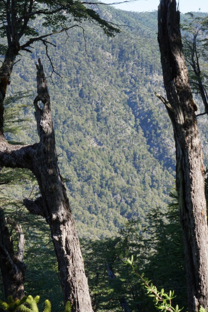 Araucaria Forest at Conguillio National park