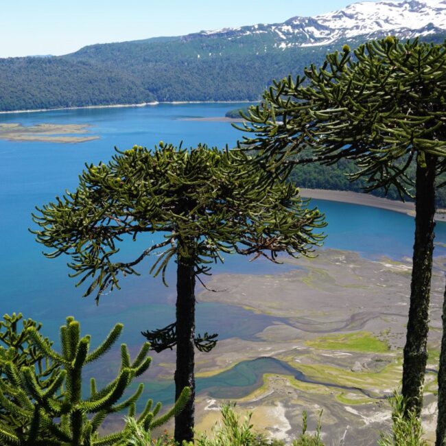 ancient araucaria at mountain