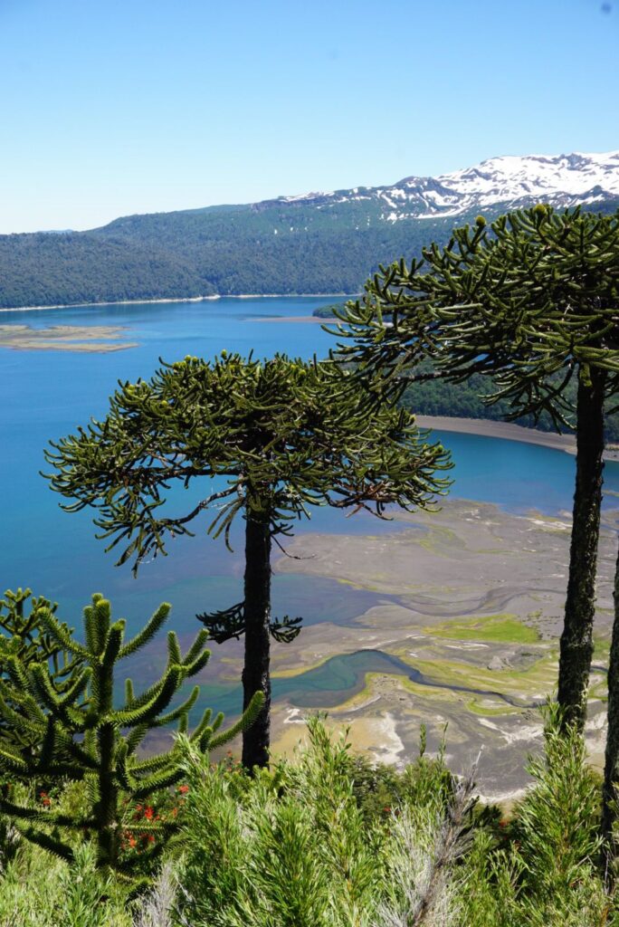 ancient araucaria at mountain