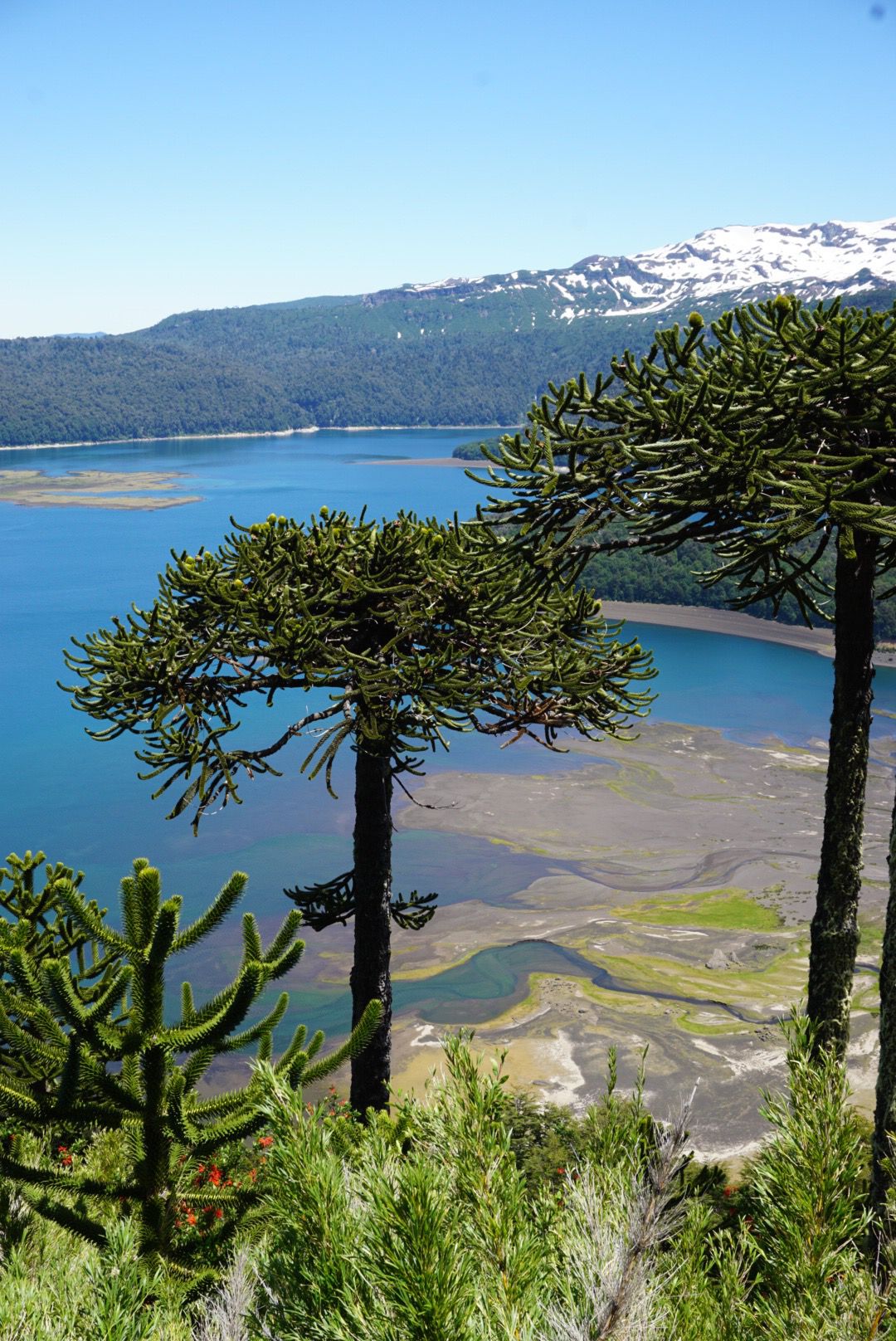 ancient araucaria at mountain