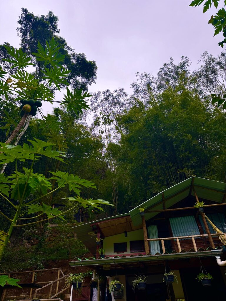 Chalet in the atlantic forest